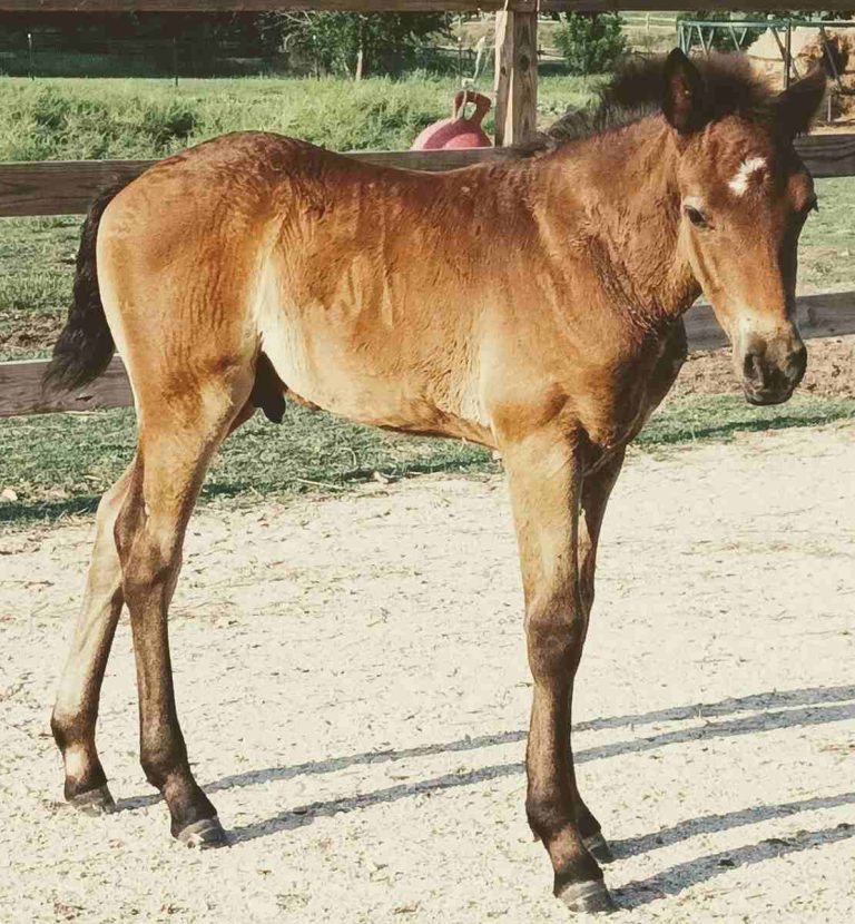 colt standing on path