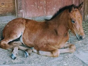 Foal lying on ground