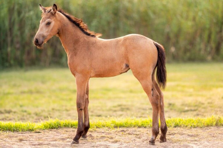 filly standing in pasture