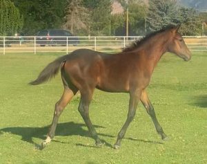 Filly trotting