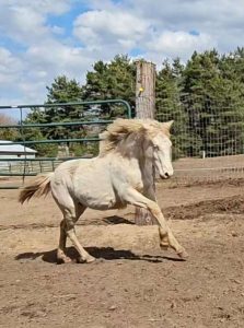 horse cantering