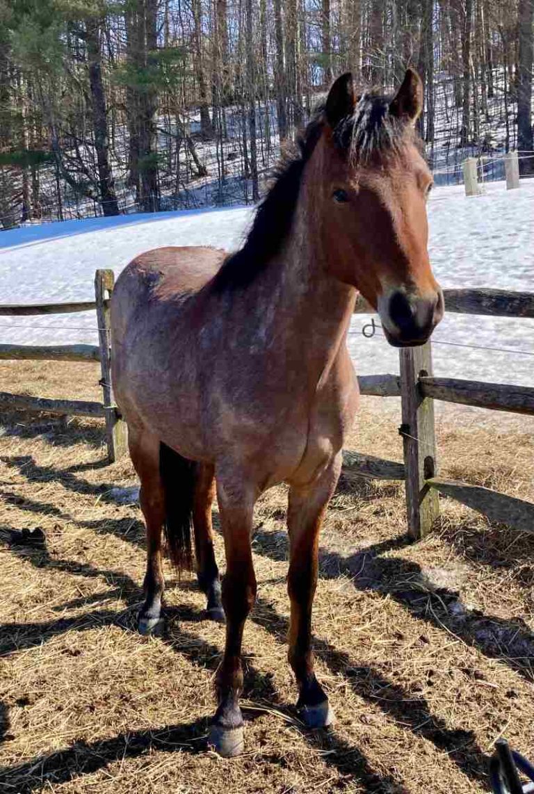 Horse standing next to fence