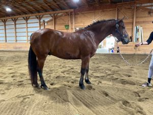 horse standing in indoor arena