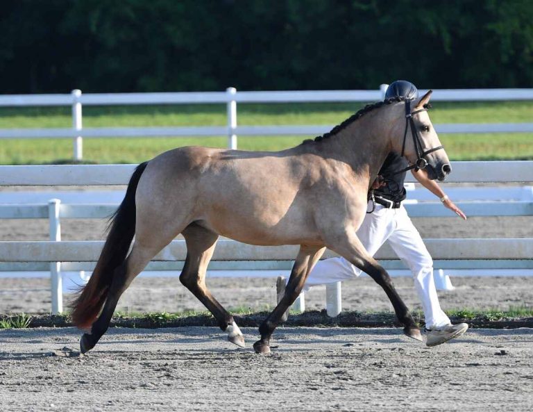 horse trotting with handler