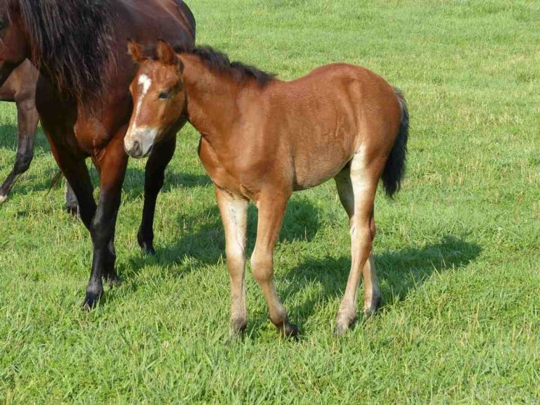 foal next to dam in field