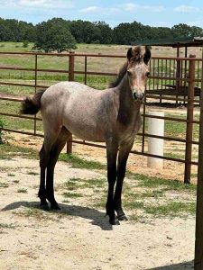 filly standing next to fence