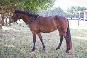 mare with bridle standing in grass