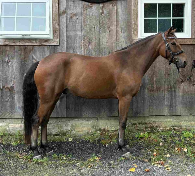 horse standing in front of barn