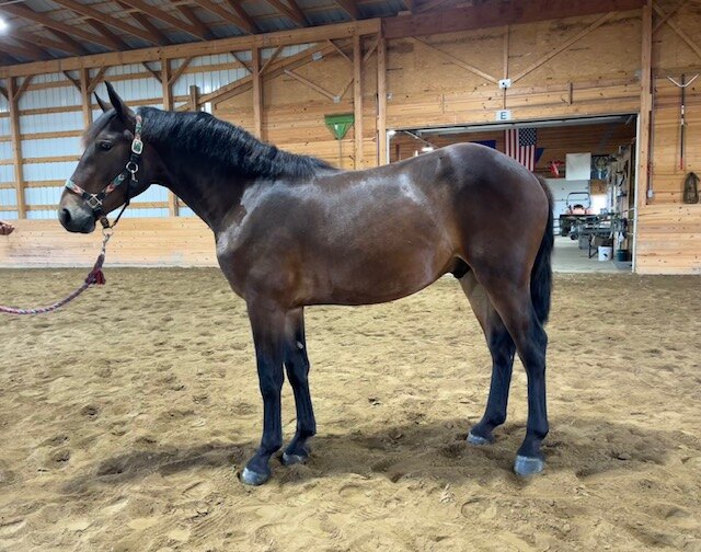 horse standing in indoor arena