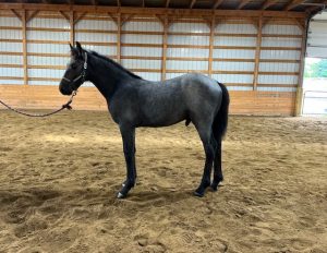 young horse standing in indoor