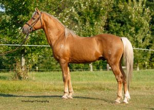 Stallion standing in field