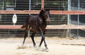 colt trotting on sand