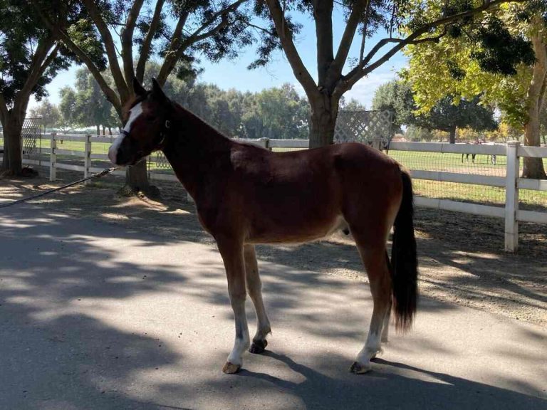 horse standing on pavement