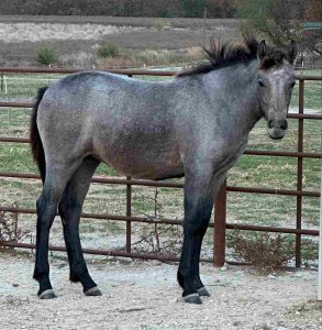 horse standing at fence