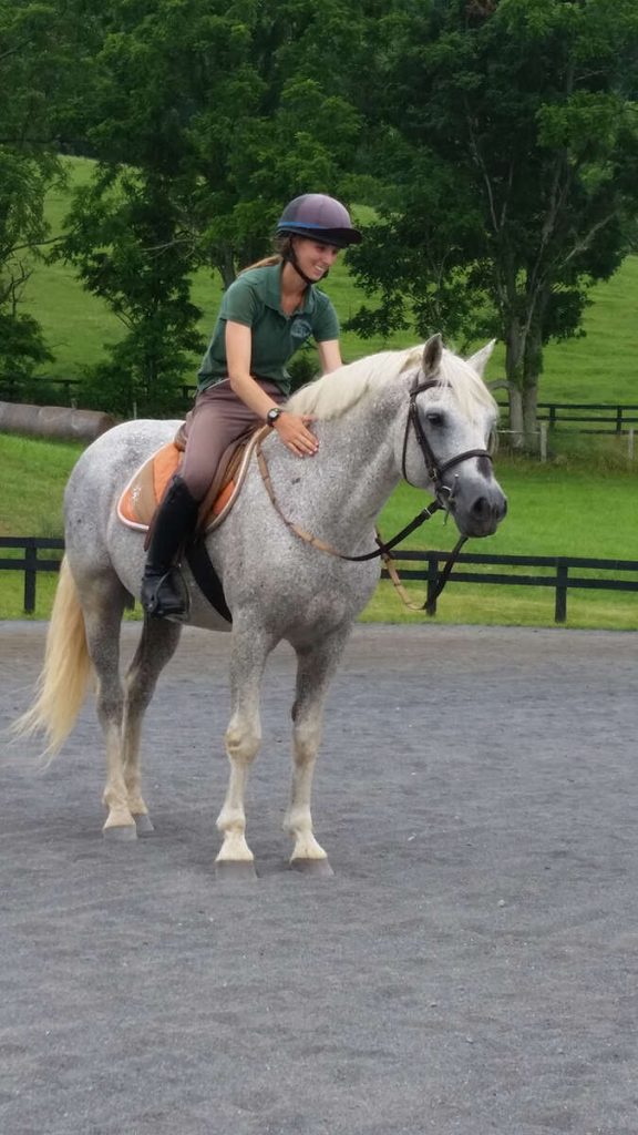 Grey horse standing in arena, being patted by rider