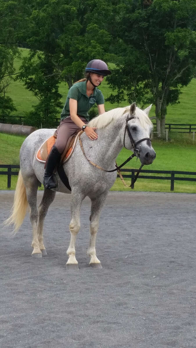 Grey horse standing in arena, being patted by rider