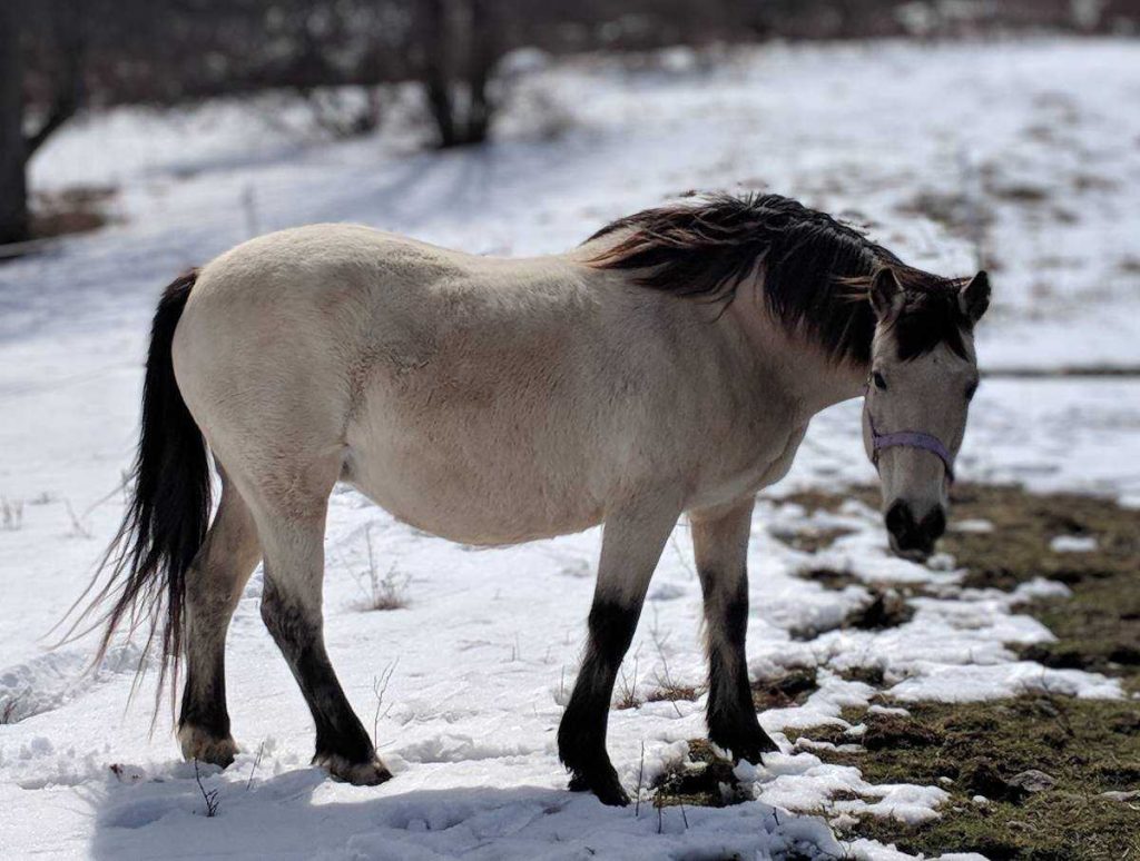 2024 Fall of Fame Broodmare Glenormiston Roscrea