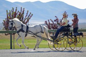 2024 Crestwood Winner Chris Knox driving cart with grey horse