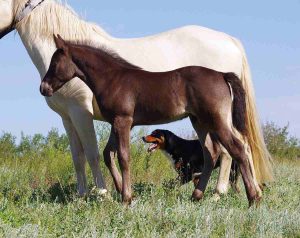 colt with dam and dog