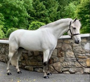 grey horse standing in front of stone wall