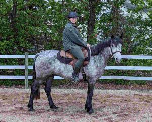 pony with rider standing in arena