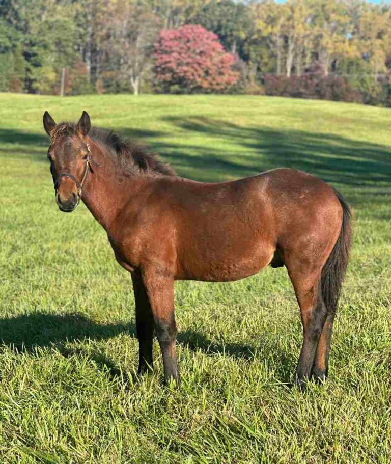 colt standing in field