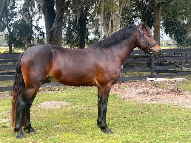 horse standing in paddock