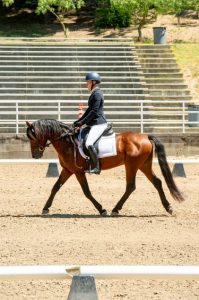 dressage horse trotting