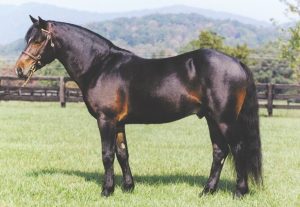 Horse standing in field