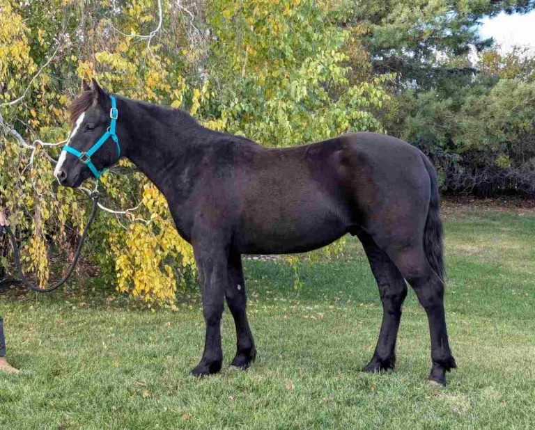 horse with halter standing in field