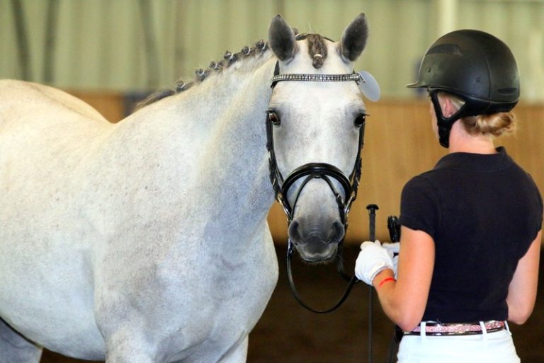 braided horse with handler