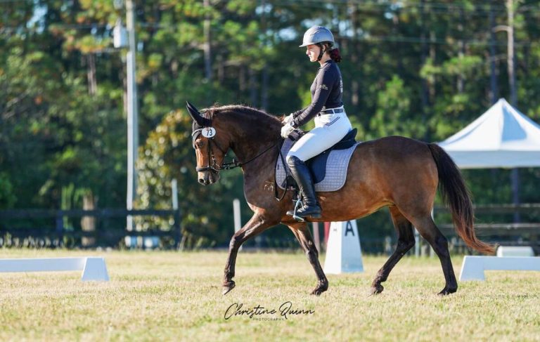 mare in dressage ring