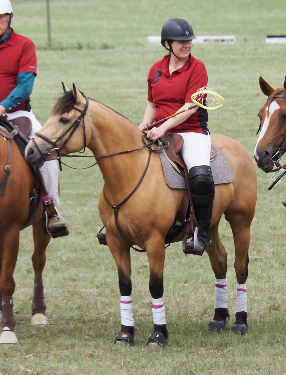 polo pony standing in field