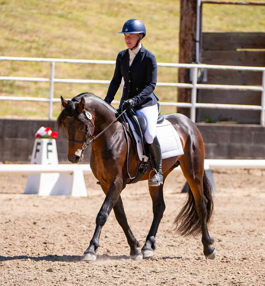 horse trotting in dressage ring