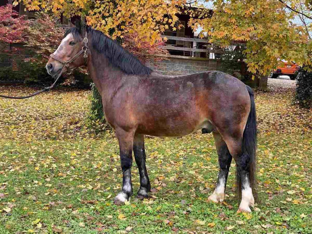 horse standing in field