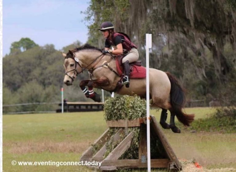 horse jumping xc brush