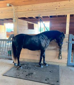 horse standing tied in barn