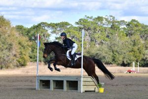 horse jumping xc fence