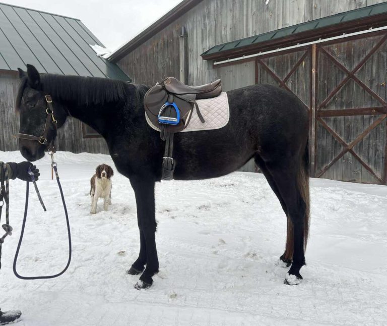 horse standing tacked up, in snow