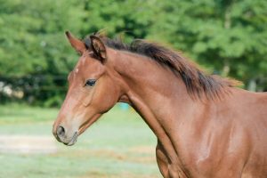 head and neck of young horse