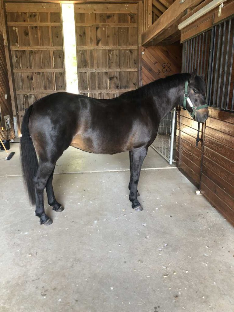 Horse standing in barn aisle