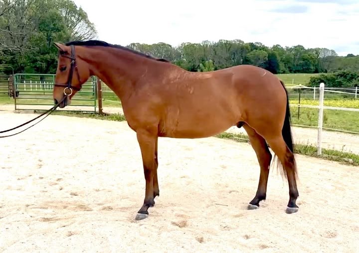 Horse with bridle standing in ring
