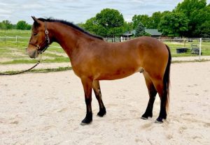 Horse with bridle standing in ring