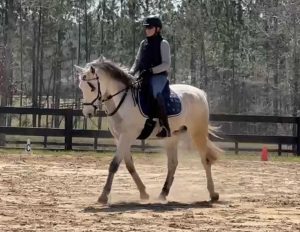 horse and rider trotting in ring