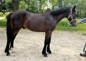 horse standing in sandy area