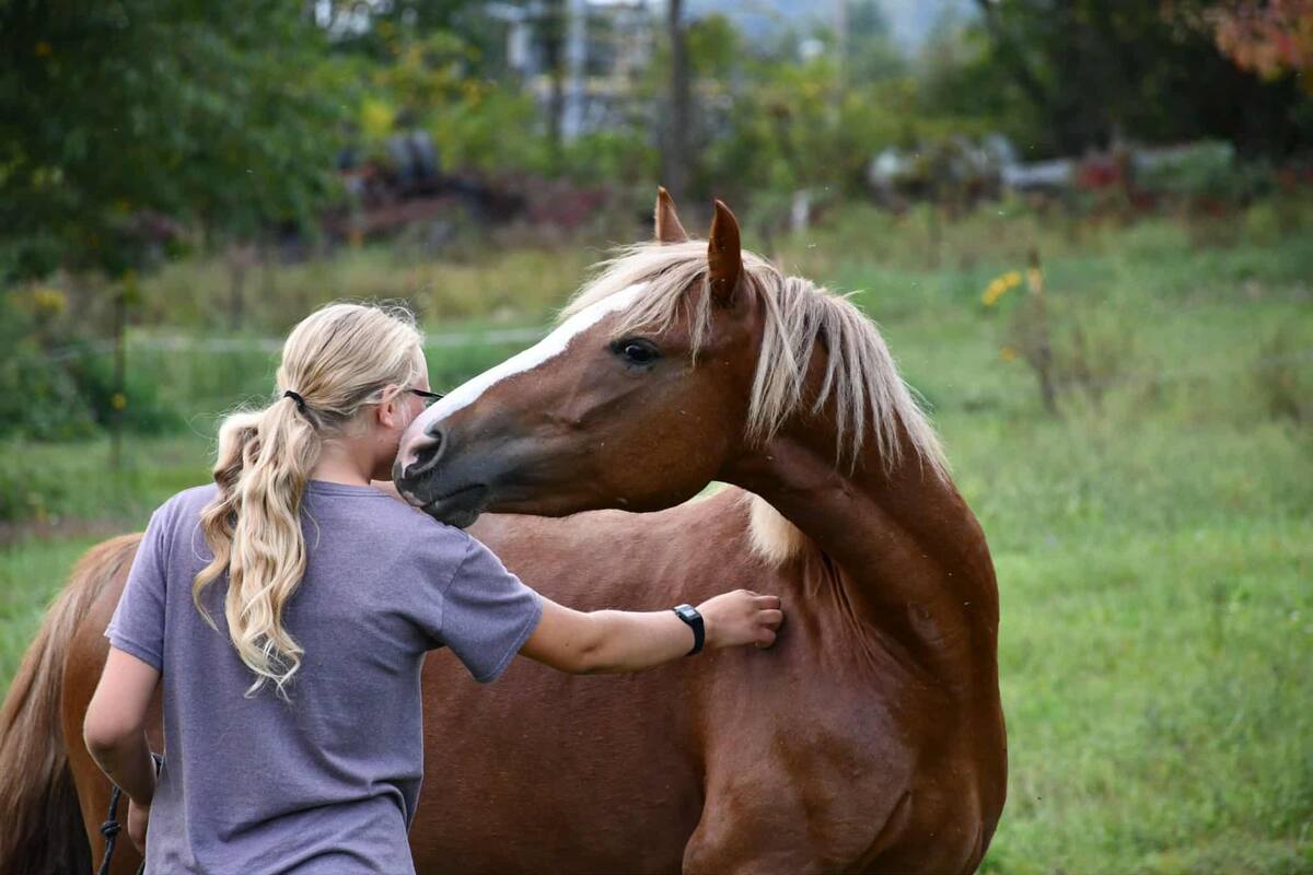 Horse being scratched on neck by woman