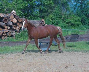 filly trotting in ring