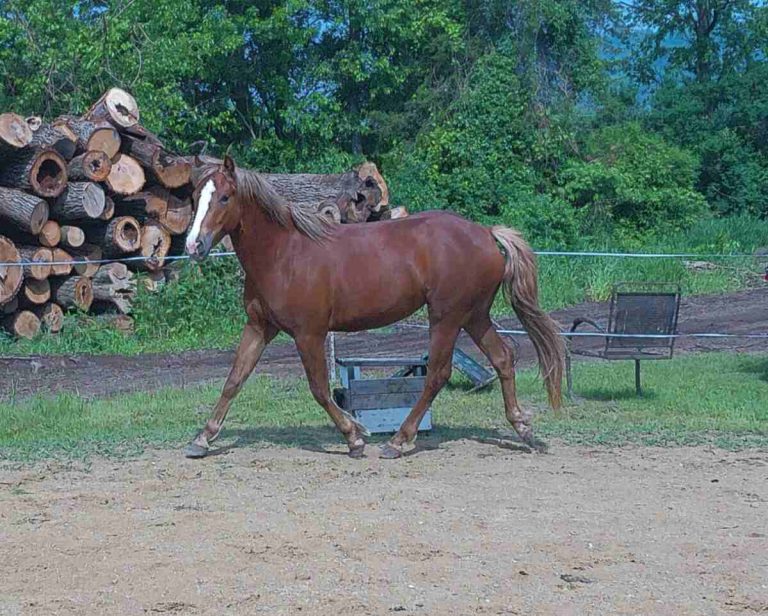filly trotting in ring