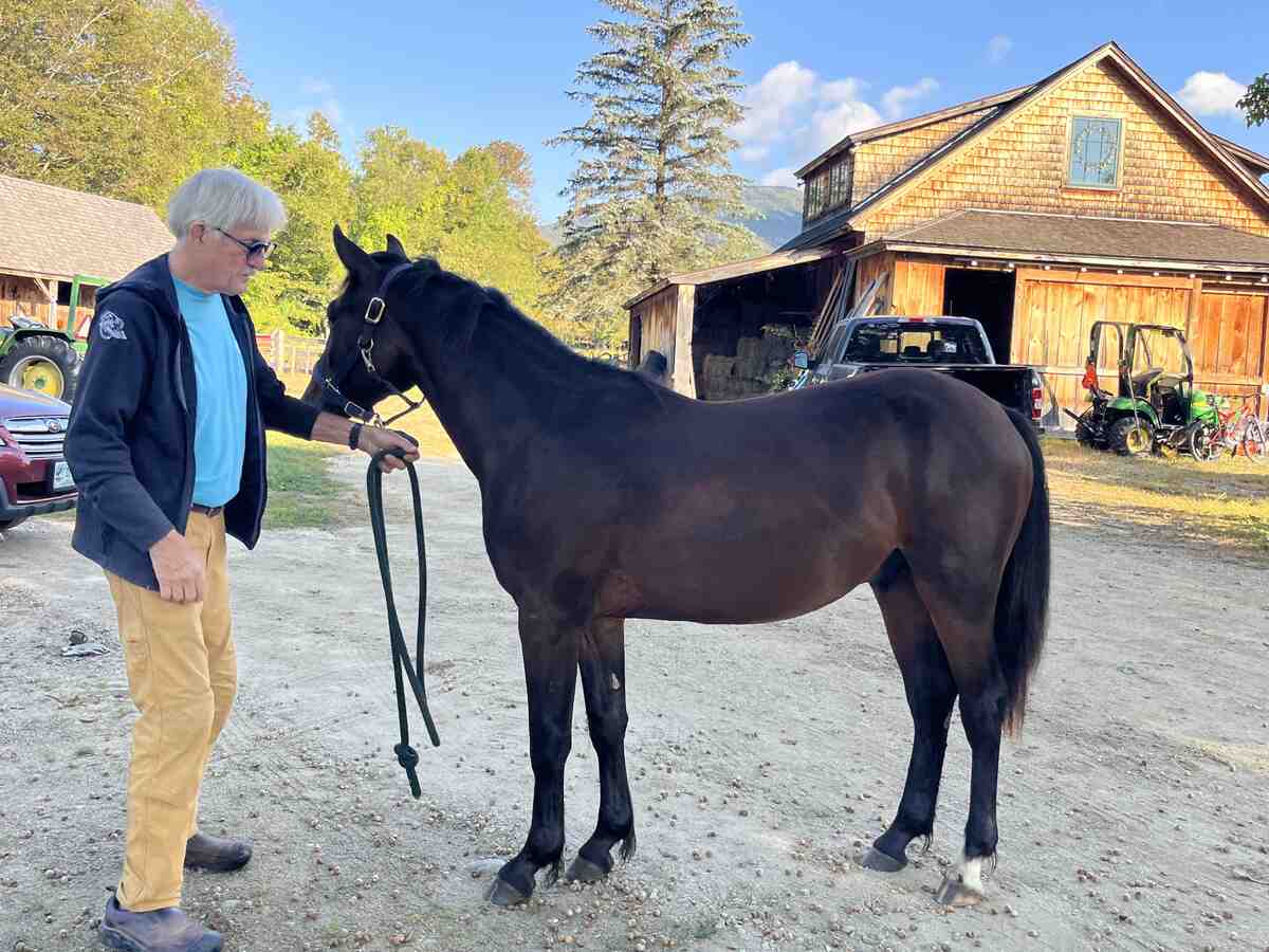 horse standing next to handler