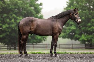 Dark horse with bridle